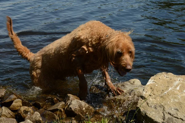 Adult Dog Emerges Fresh Water Riverside Daylight Hours — Photo