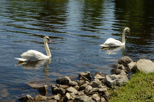 Ein Paar Weiße Schwäne Die Tagsüber Ufer Des Flusses Schwimmen — Stockfoto