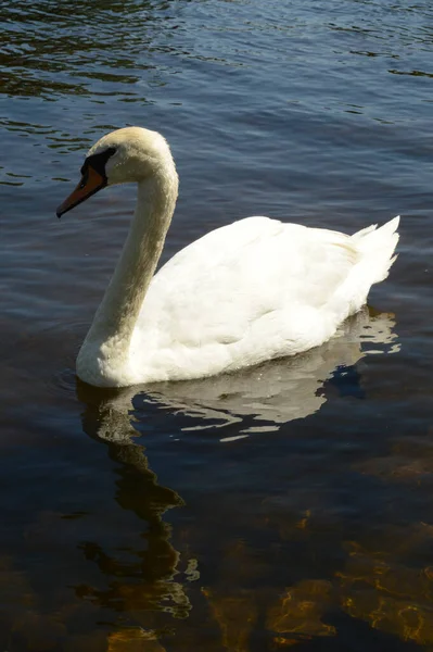 Solo Swan Swimming Fresh River Water — Fotografia de Stock