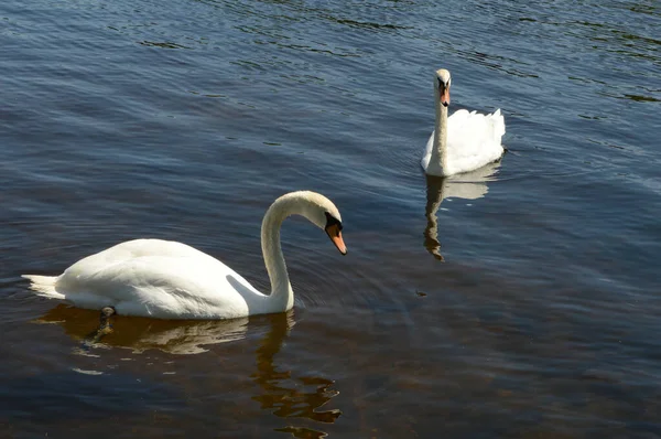 Couple Swans Swimming Fresh River Water — Foto Stock