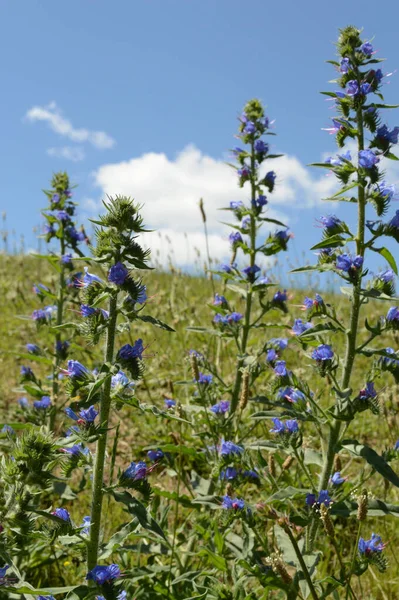 Zbliżenie Dzikiej Rośliny Azurea Salvia Rosnącej Łąkach Ontario Kanadzie — Zdjęcie stockowe