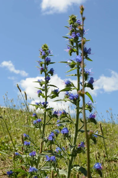 Närbild Några Vilda Azurea Salvia Växt Finns Växer Ängarna Ontario — Stockfoto