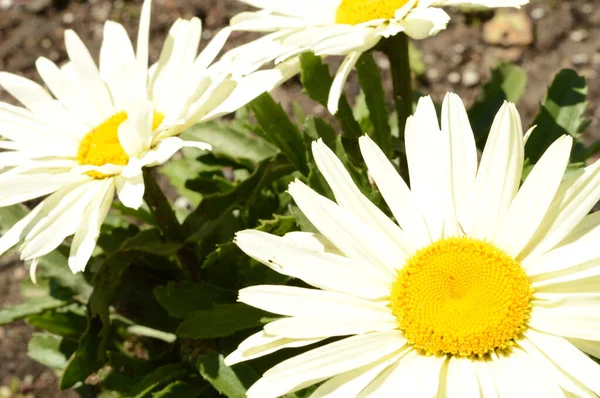 Vista Cerca Algunas Flores Frescas Margarita Jardín Durante Día Soleado — Foto de Stock