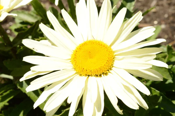 Vista Perto Algumas Flores Frescas Margarida Jardim Durante Dia Ensolarado — Fotografia de Stock