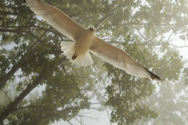 Una Gaviota Vuela Ligeramente Por Encima Del Espectador Este Ángulo — Foto de Stock