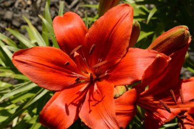 Bahçede çiçek açan portakallı zambakların yakın planında gün ışığı parlıyor..