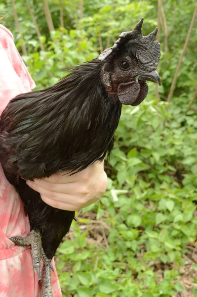 Молодой Фермер Держит Руках Черную Породу Цыплят Имени Аем Джемани — стоковое фото