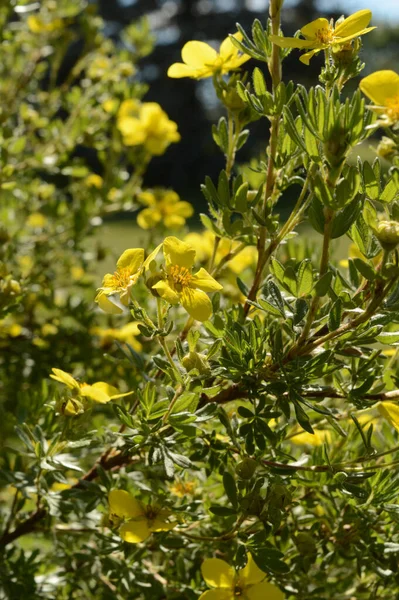 Pequeño Arbusto Arbusto Con Flores Amarillas Imágenes de stock libres de derechos