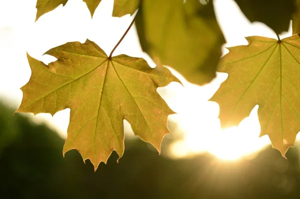 Primo Piano Una Fresca Scena Foglie Acero Verde Con Sole — Foto Stock