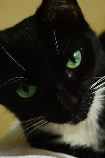 Pristine Black Cat Green Eyes Closeup Face Image — Stock Photo, Image