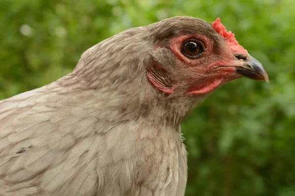 Närbild Påsk Egger Chickens Ansikte Från Profil Vinkel — Stockfoto