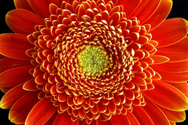 Closeup květiny Gerbera — Stock fotografie