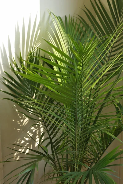 Dłoń Houseplant — Zdjęcie stockowe