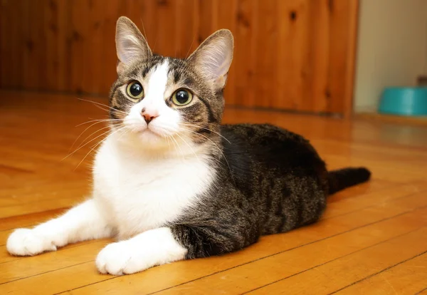 House Cat Satisfaction — Stock Photo, Image