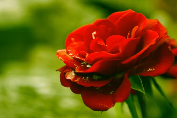 Outdoor Rose Primo piano — Foto Stock