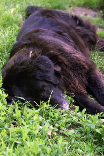 Labrador retriever — Photo