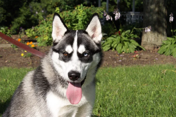 Szibériai husky — Stock Fotó