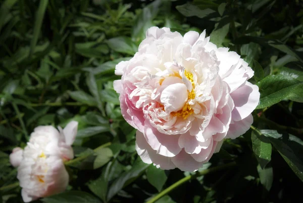 Pfingstrosen in voller Blüte — Stockfoto