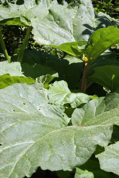 Rhubarb Farming — Stock Photo, Image