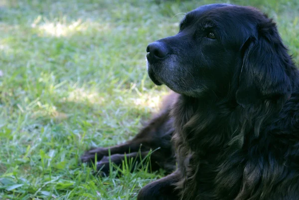 Black Lab — Stock Photo, Image