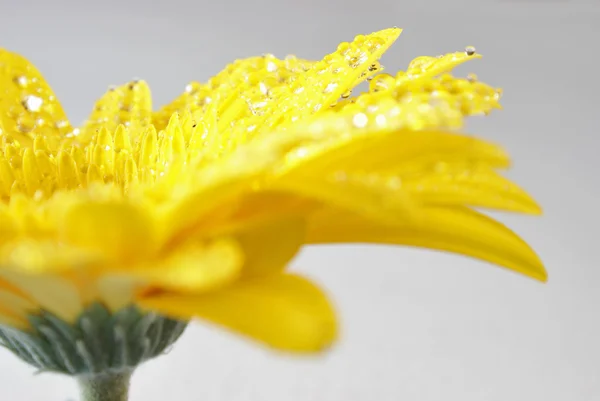 Fiore giallo bagnato — Foto Stock