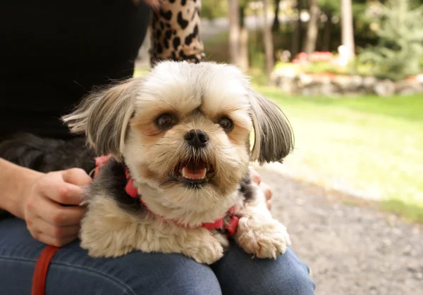 Morkie kucak köpeği — Stok fotoğraf