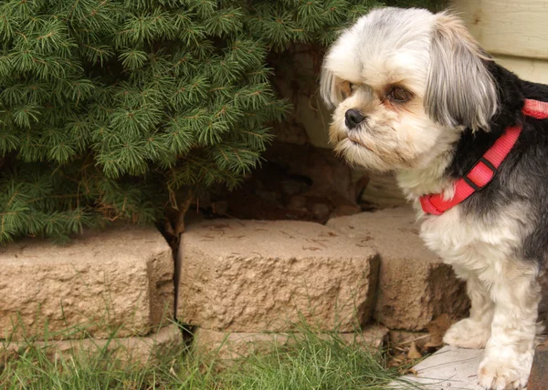 Morkie cane fuori — Foto Stock