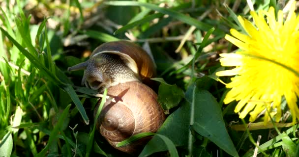 Primer plano del caracol caminando sobre los graas — Vídeo de stock