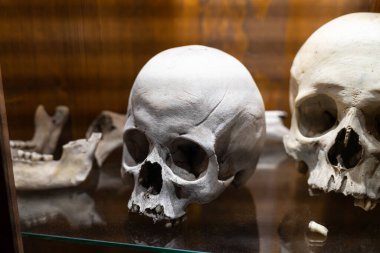 Bir cam rafta bir çift insan kafatası tıp eğitimi materyali.