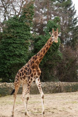 Genç zürafa ağaçların arka planında kameraya bakıyor.
