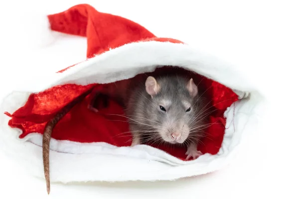 Sly Gray Rats Sits Shelter Festive Decor White Background — Stock Photo, Image