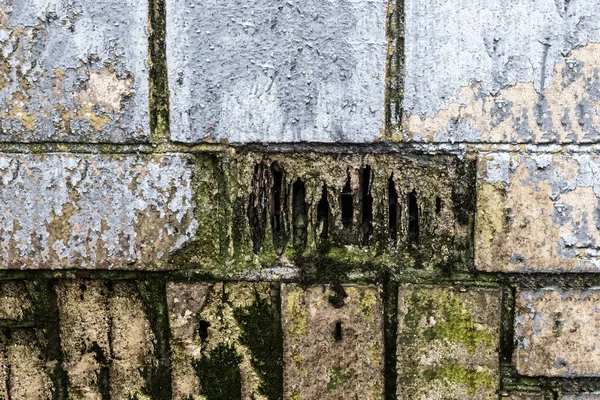 Fundo Porão Parede Uma Casa Velha Coberta Com Molde — Fotografia de Stock