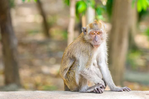 鮮やかな目をしたかわいいタイのマカクは熱帯の背景に足を組んで座っています — ストック写真