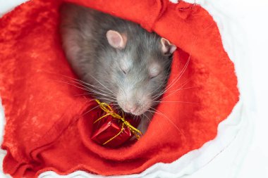 Kırmızı arka planda oturan uykulu gri sıçan hediye portresiyle