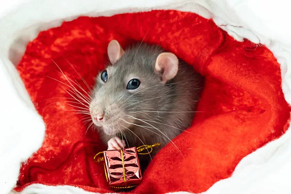 Gray Rat Big Eyes Sits Red Background Gift Close — Stock Photo, Image