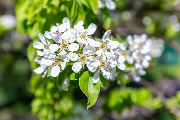Weiße Blumen Auf Dem Zweig Des Apfelbaums Obstbaum Symbol Des — Stockfoto