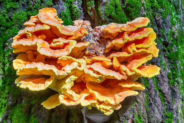 Ağaç Gövdesinde Portakal Mantarı Paraziti Yaklaş — Stok fotoğraf