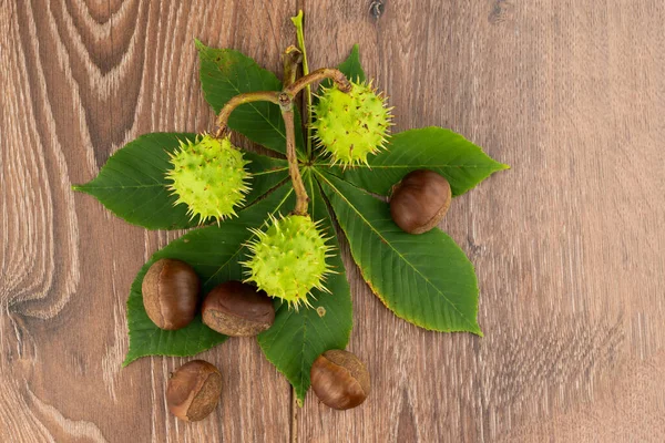 Kastanienzweig Von Grünen Früchten Und Braun Auf Einem Hölzernen Hintergrund — Stockfoto