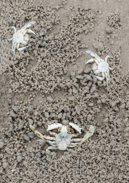 Trois Crabes Sur Sable Gris Avec Des Traces Peu Près — Photo