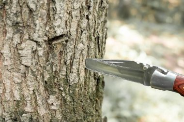 Tahta saplı keskin bir bıçak ağaca saplanmış.