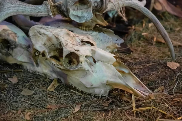 Vecchio Cranio Ariete Rotto Sfondo Terra — Foto Stock