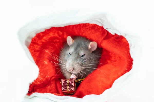 Rat Holding New Year Gift Its Paws While Sitting Red — Stock Photo, Image
