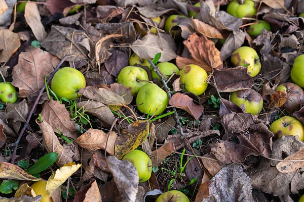 Manzanas Verdes Cerca Dispersas Sobre Hojas Marrones Caídas —  Fotos de Stock