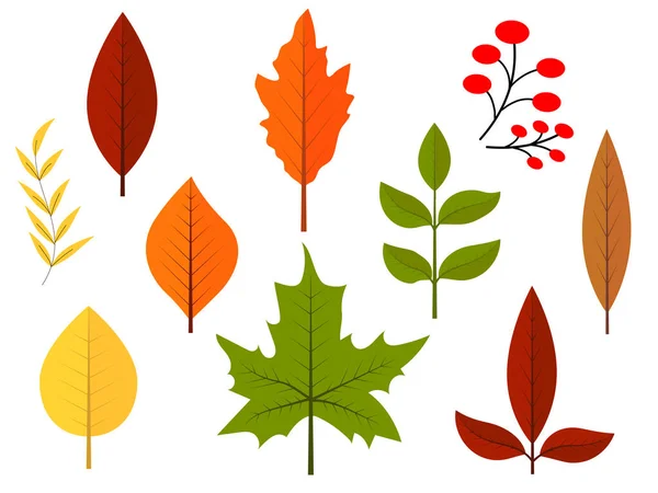 秋天和白色背景的植物多彩多姿 — 图库矢量图片