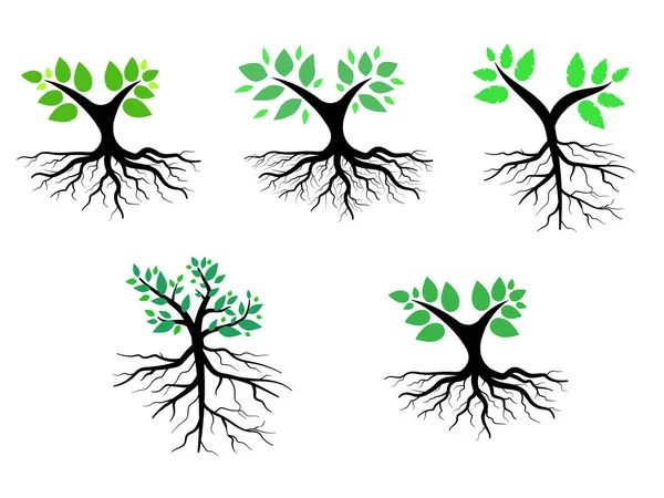 Yeşil Yapraklı Ağaç Kökler Güzel Ferahlatıcı Görünüyor Ağaç Kökler Logo — Stok Vektör