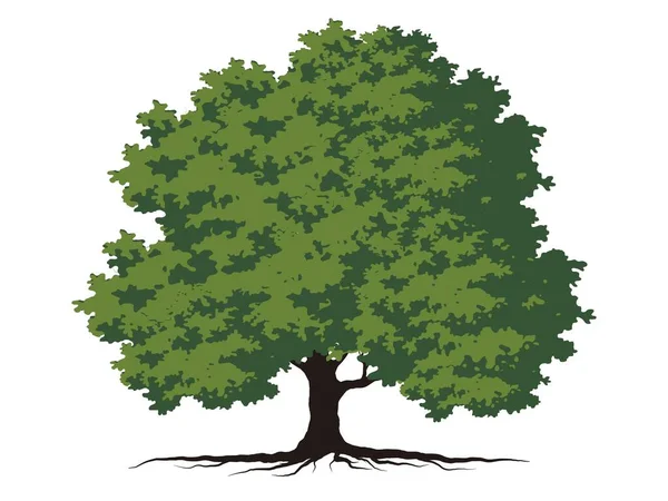 Träd Och Rot Med Gröna Blad Ser Vackra Och Uppfriskande — Stock vektor