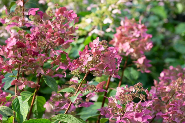 Roze Hortensia Het Park Tuinieren — Stockfoto