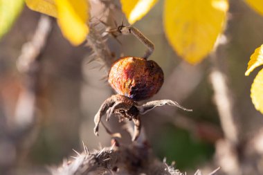 Kurumuş çalılıklardaki gül kalçalarının meyveleri.