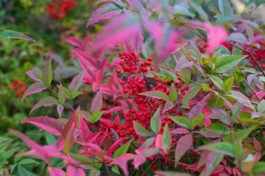 Kırmızı böğürtlenli nadir bir bitki Nandina domestica
