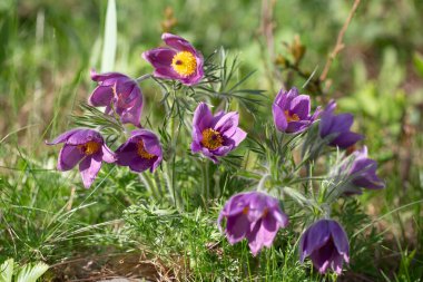 Ormanda çim bitkisi hayal et.
